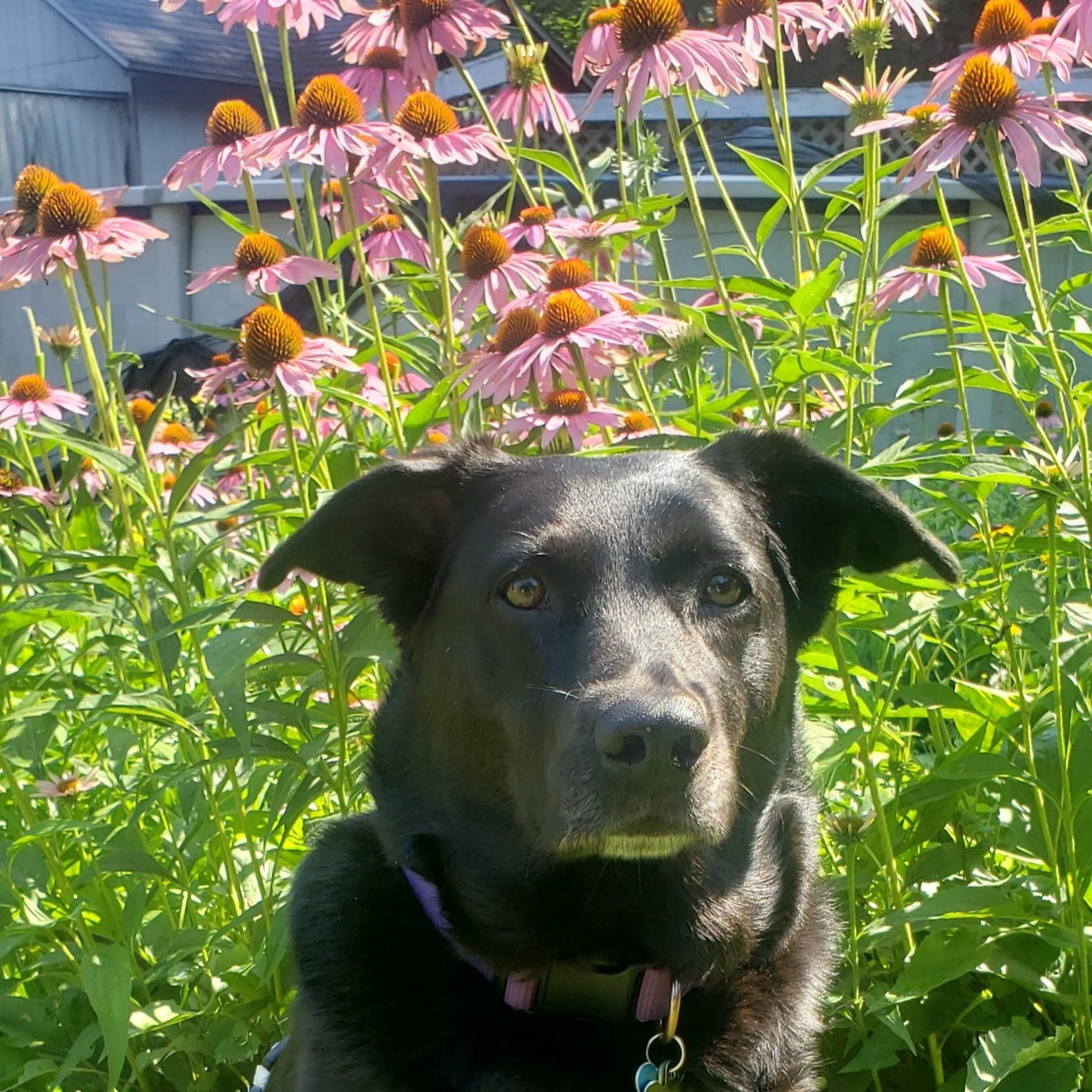 First summer in our new house! The garden was a very nice surprise! Toledo, Ohio 2022