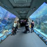 Aquarium of the Pacific