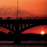 Austin Bats