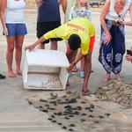 Pawikan (turtle) Release at Sabang Beach
