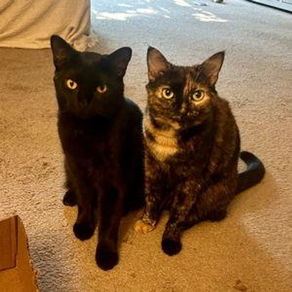 Cat Sitting Fund