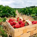 Strawberry Farm
