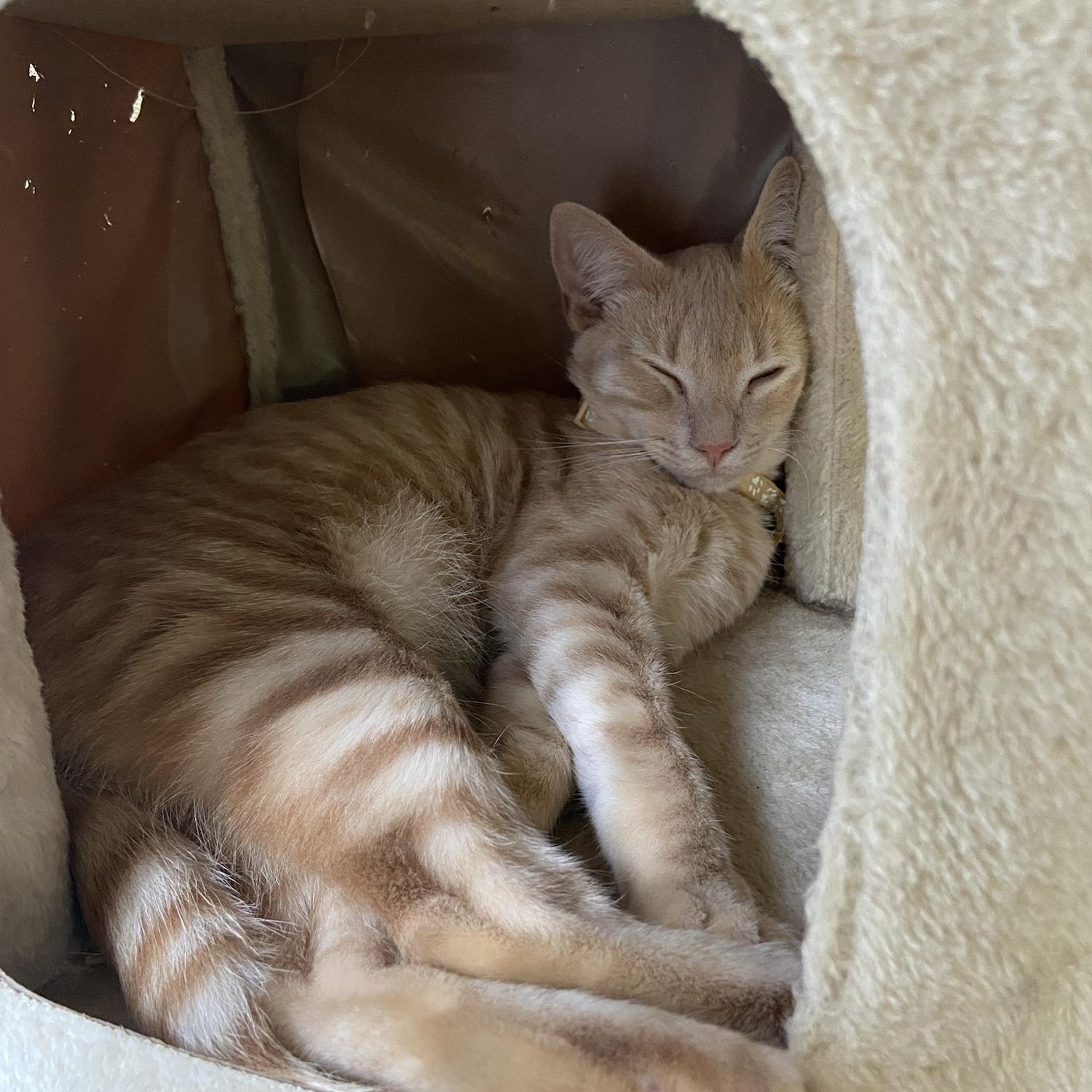 Meet Peanut!