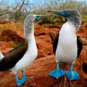 Galapagos Honeymoon Fund