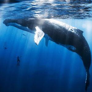 Swimming With Whales On Our Honeymoon!