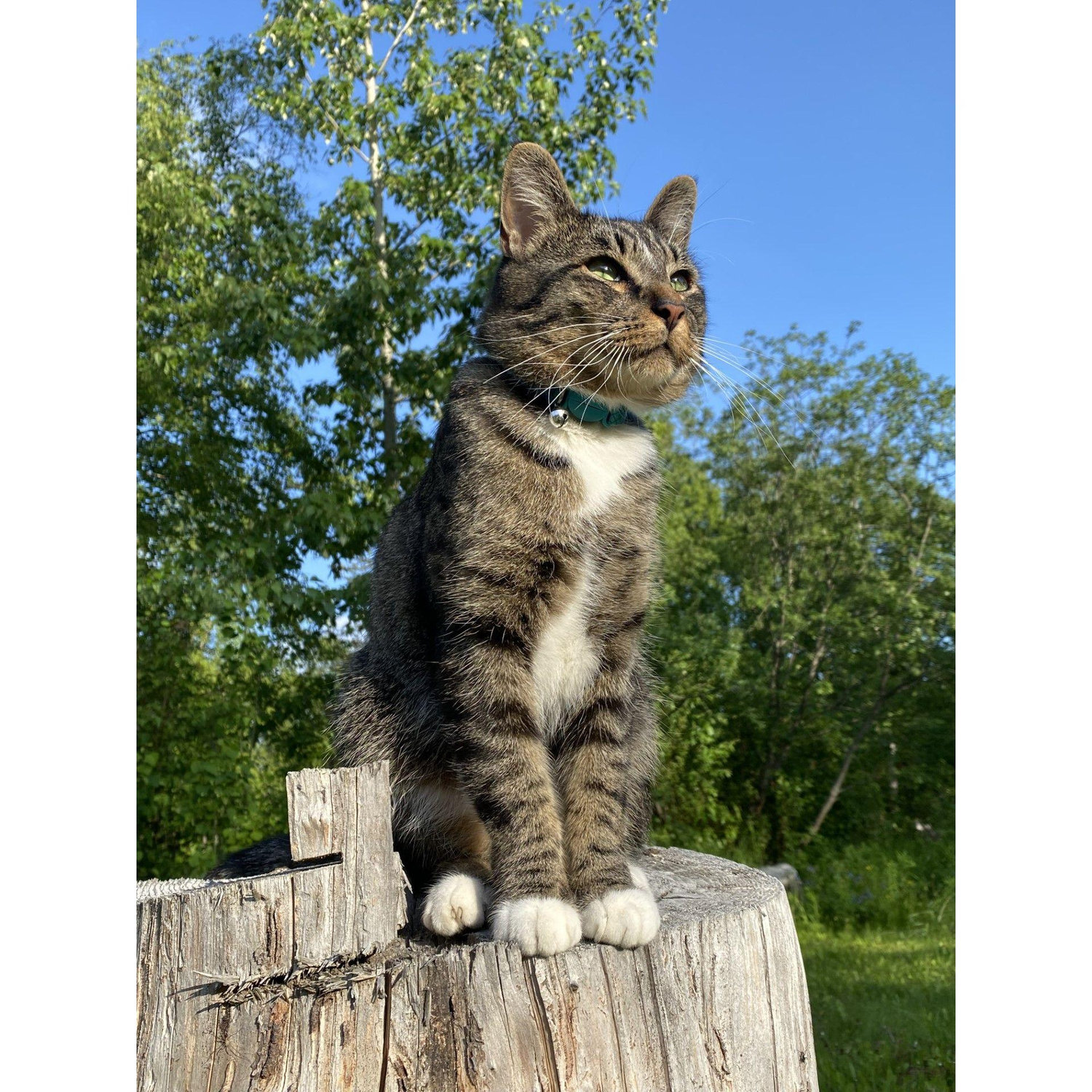 Handsome Kepler joined the family in 2023.