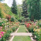 McKinley Rose Garden