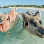 Swim With The Pigs