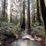 Armstrong Woods