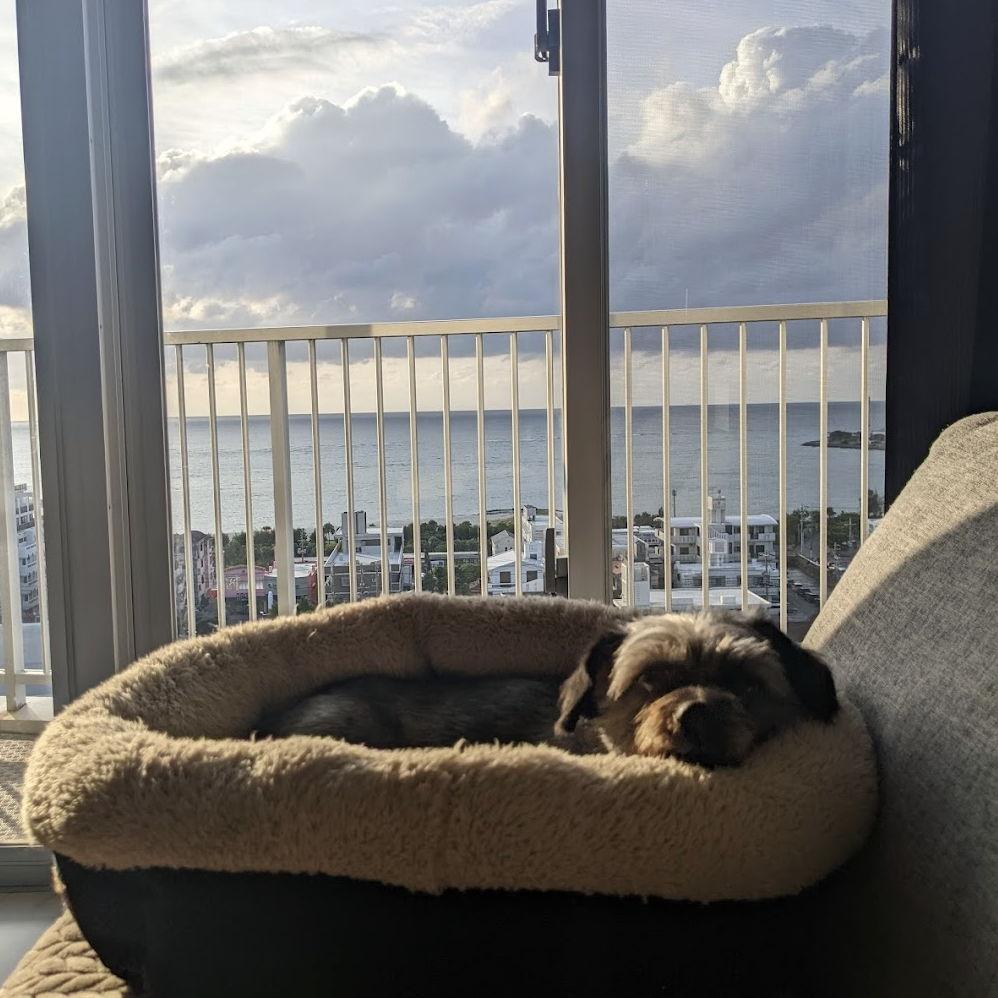 Turtle's sunbathing location in Ronelle's apartment.