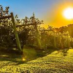 Chesapeake Wine Trail