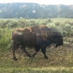 Yellowstone National Park