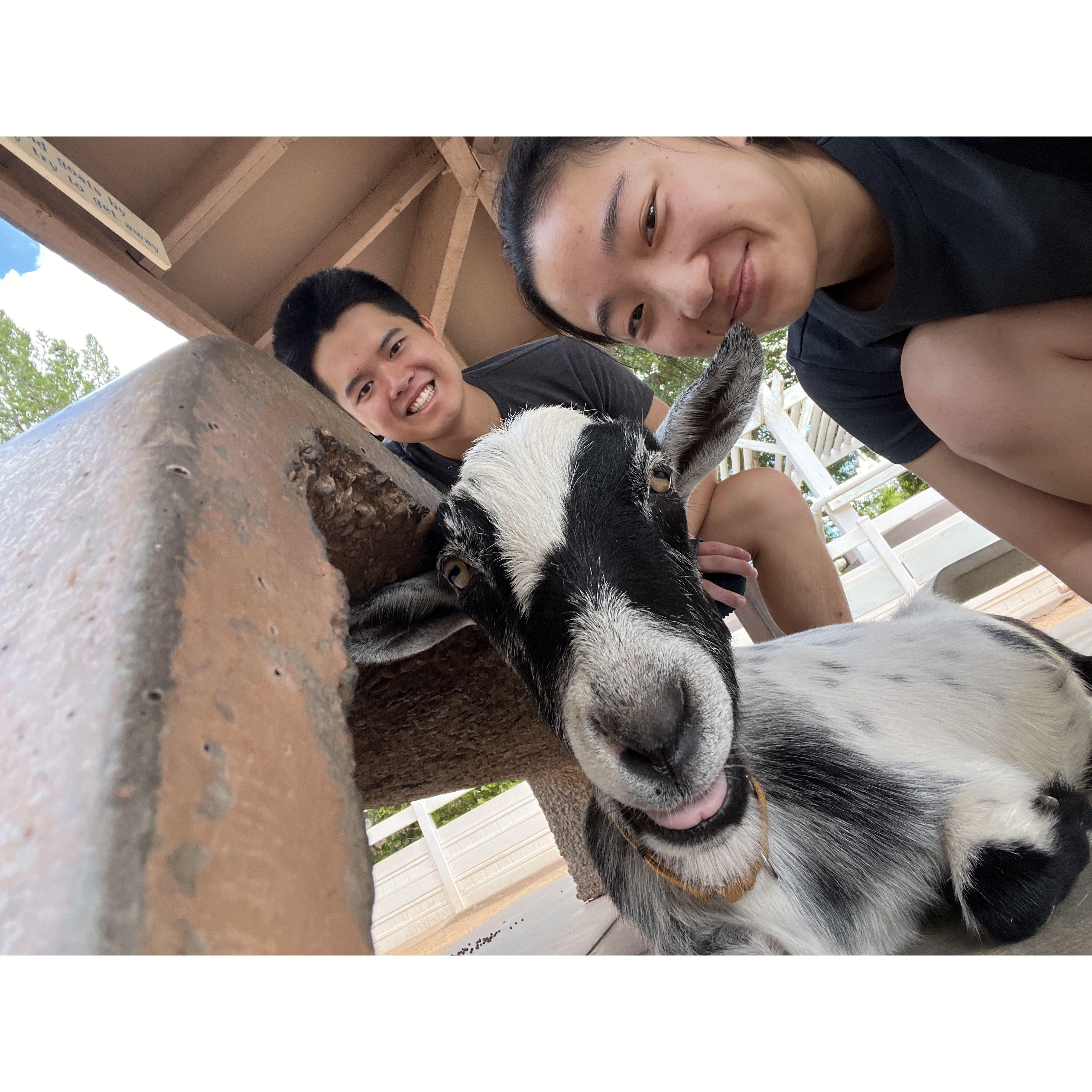 Goat at Phoenix Zoo