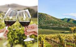 Temecula Valley Cable Car Wine Tours