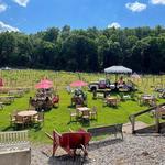 Arrigoni Winery & Cider Co.