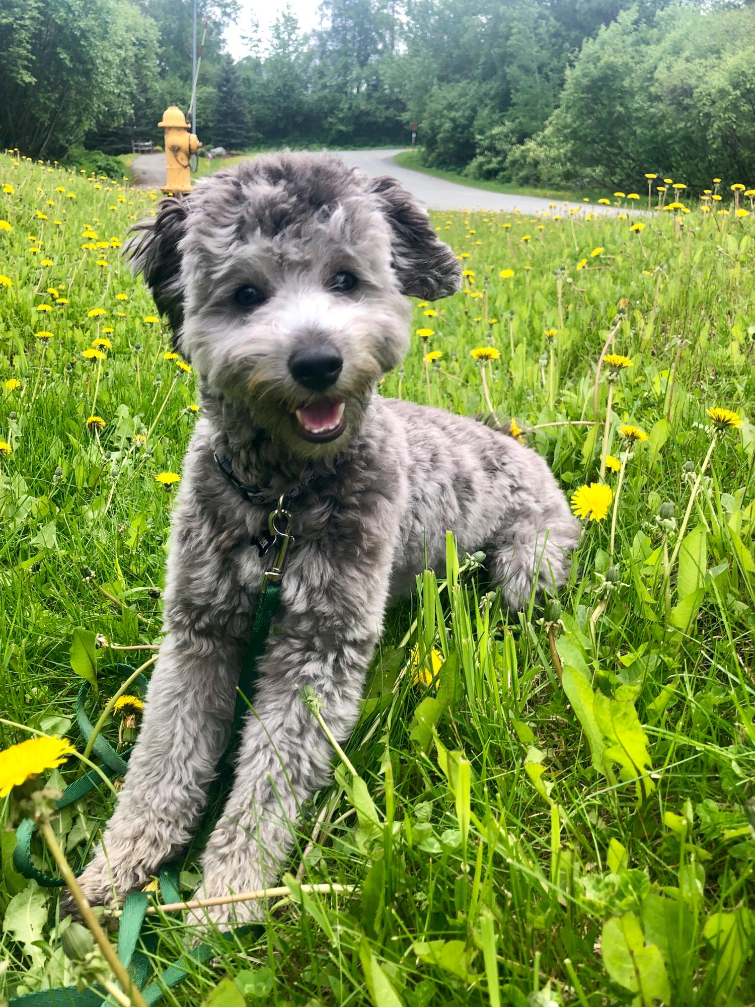 Mose the mini golden doodle