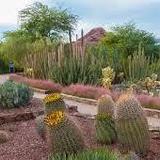 Desert Botanical Garden