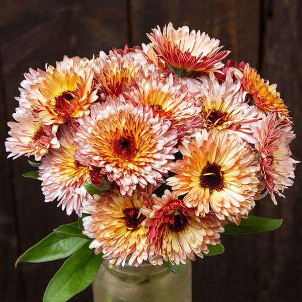 Calendula officinalis seeds