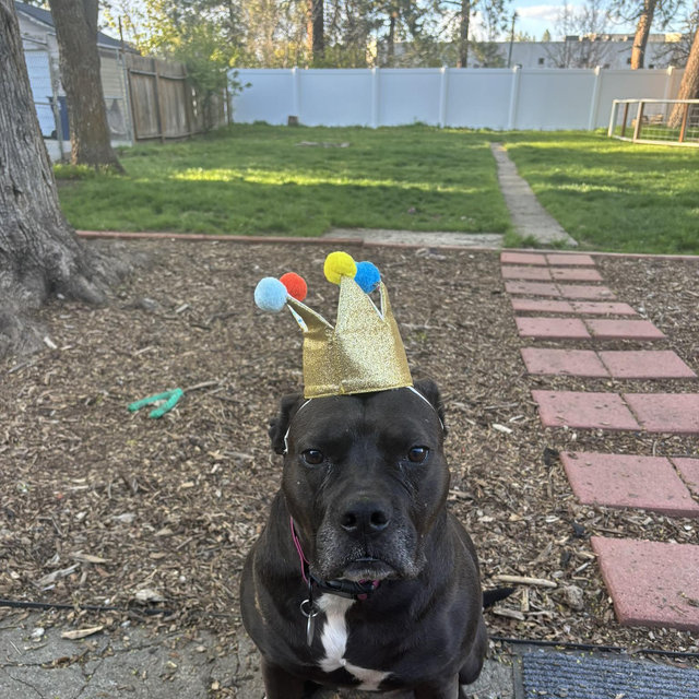 Lola’s Yard Projects Fund