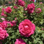 Municipal Rose Garden