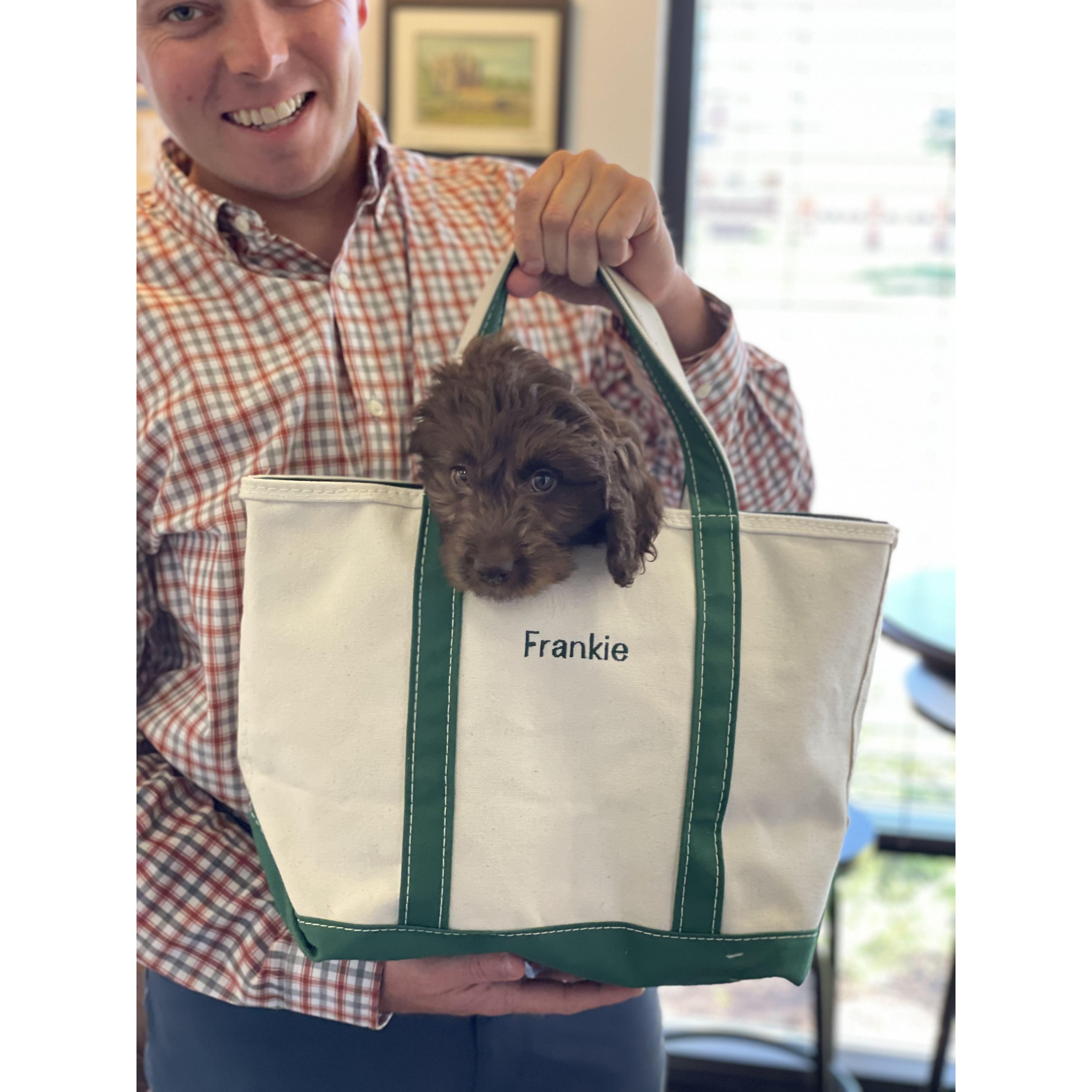 Frankie goes to work! Annapolis, Maryland 2022