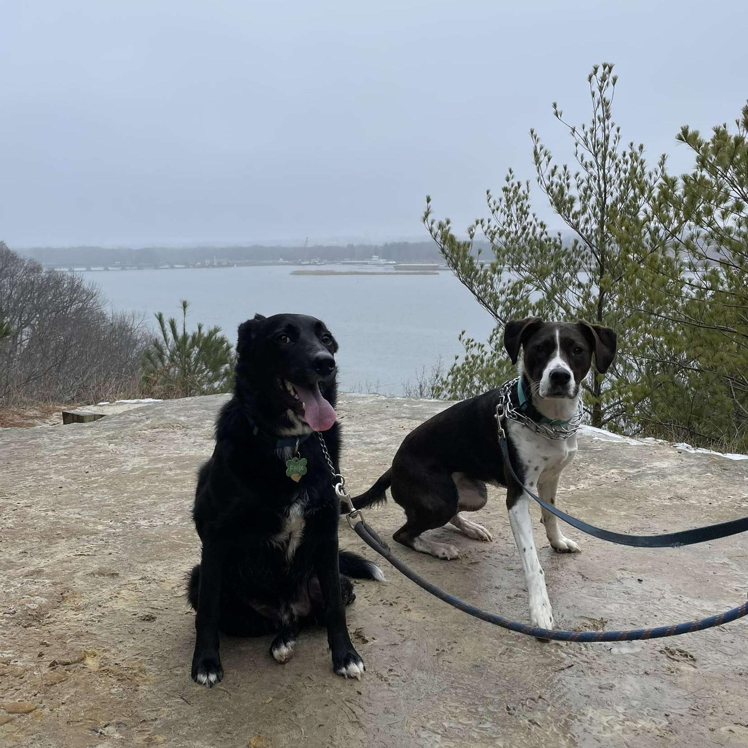 our furbabies, Felix (L) and Tess (R)