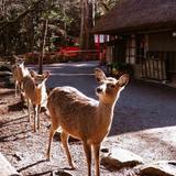 Nara Deer Park