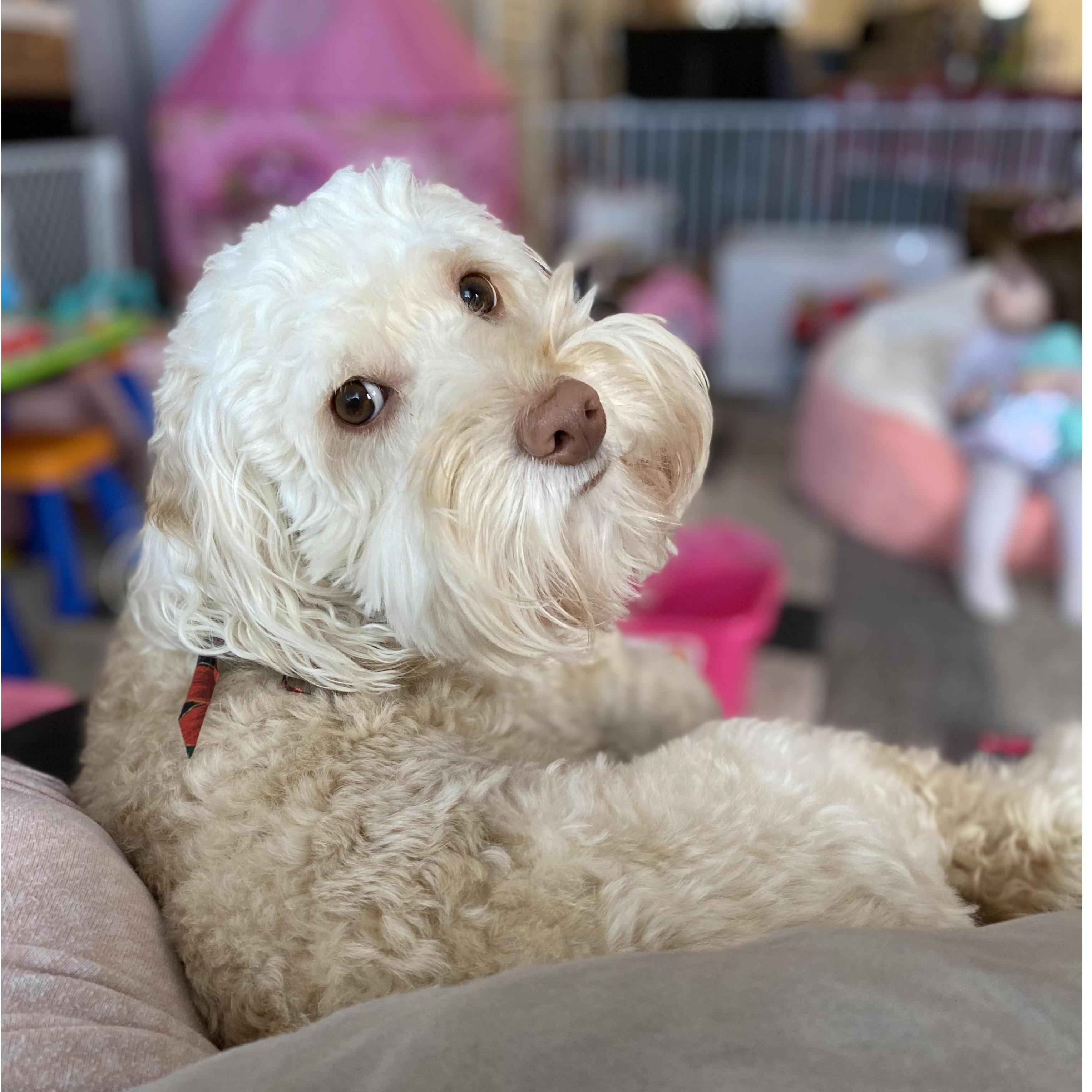 Another pic of our other baby snowy.