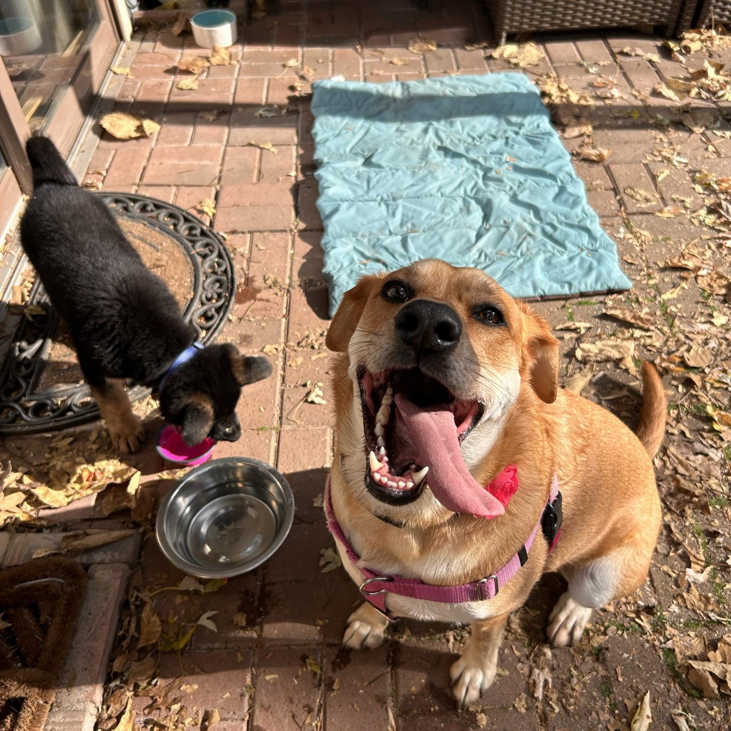 Josie meeting her puppy cousin for the first time