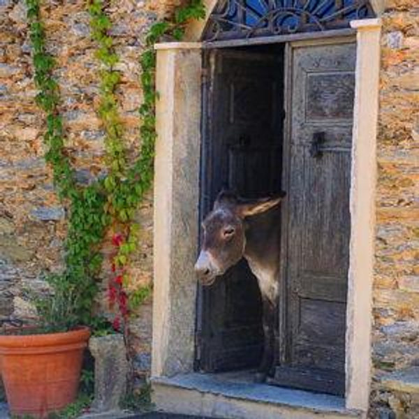 Bed and Breakfast in Corsica
