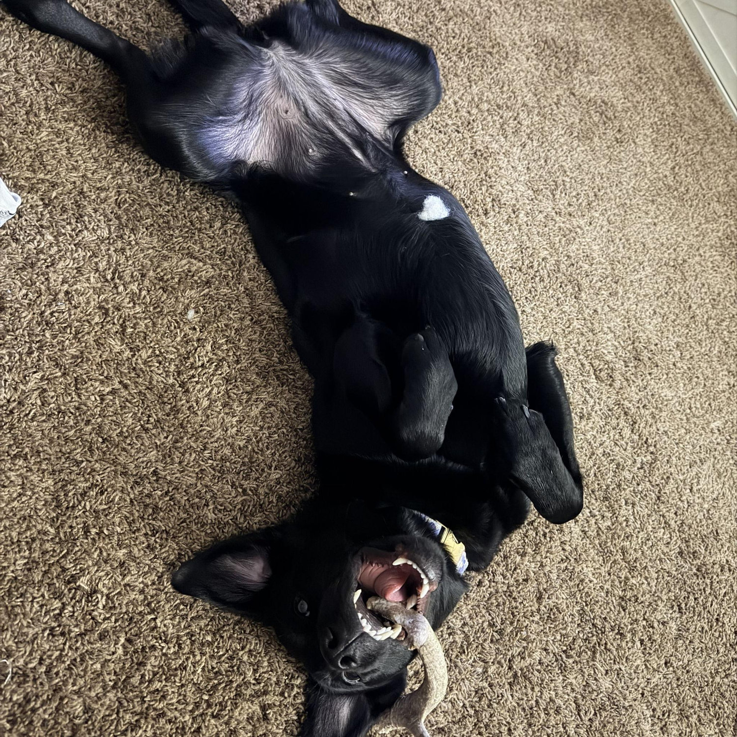 Roxy girl!!