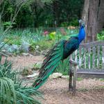 Mayfield Park and Nature Preserve