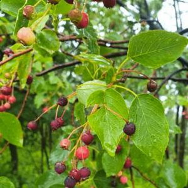 Allegheny Serviceberry - Mehrabyan Nursery