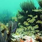 John Pennekamp Coral Reef State Park