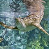 Shedd Aquarium