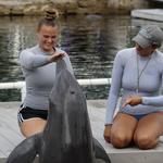 Dolphin Life Key Largo