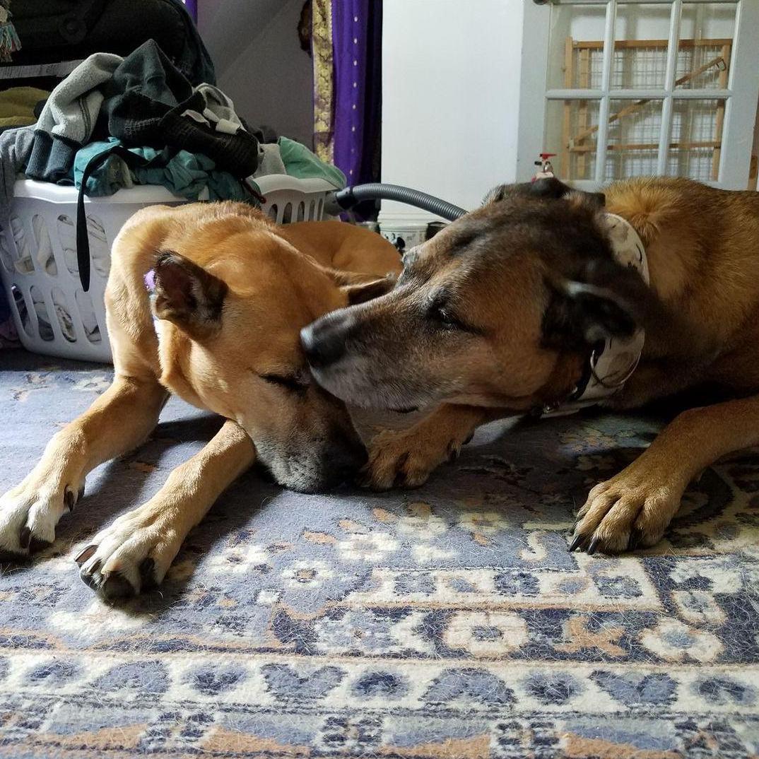 Fur Babies
Whiskey & Porter