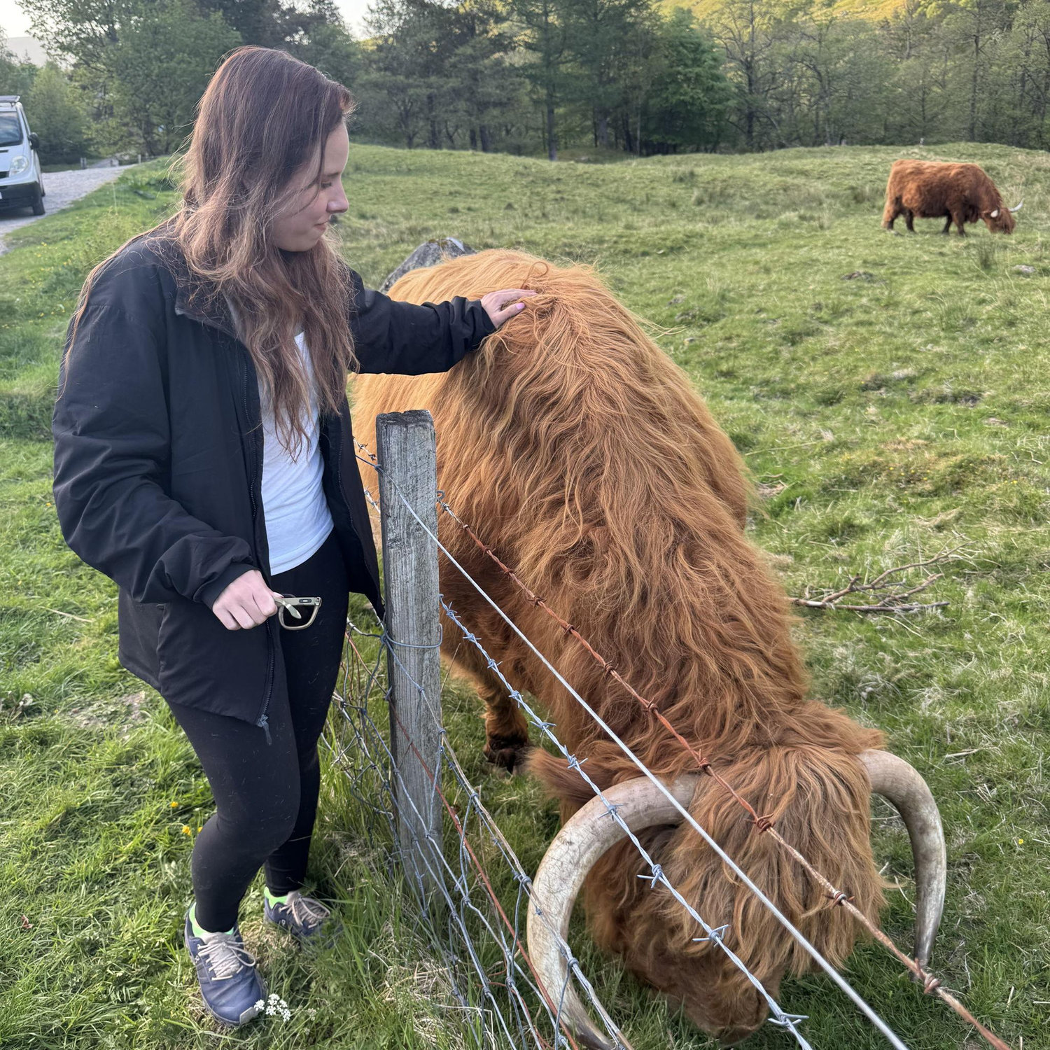 Ginger cow !