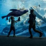 Omaha's Henry Doorly Zoo and Aquarium
