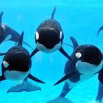 SeaWorld