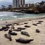 Seal Rock