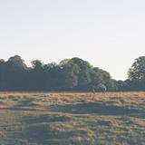 Richmond Park