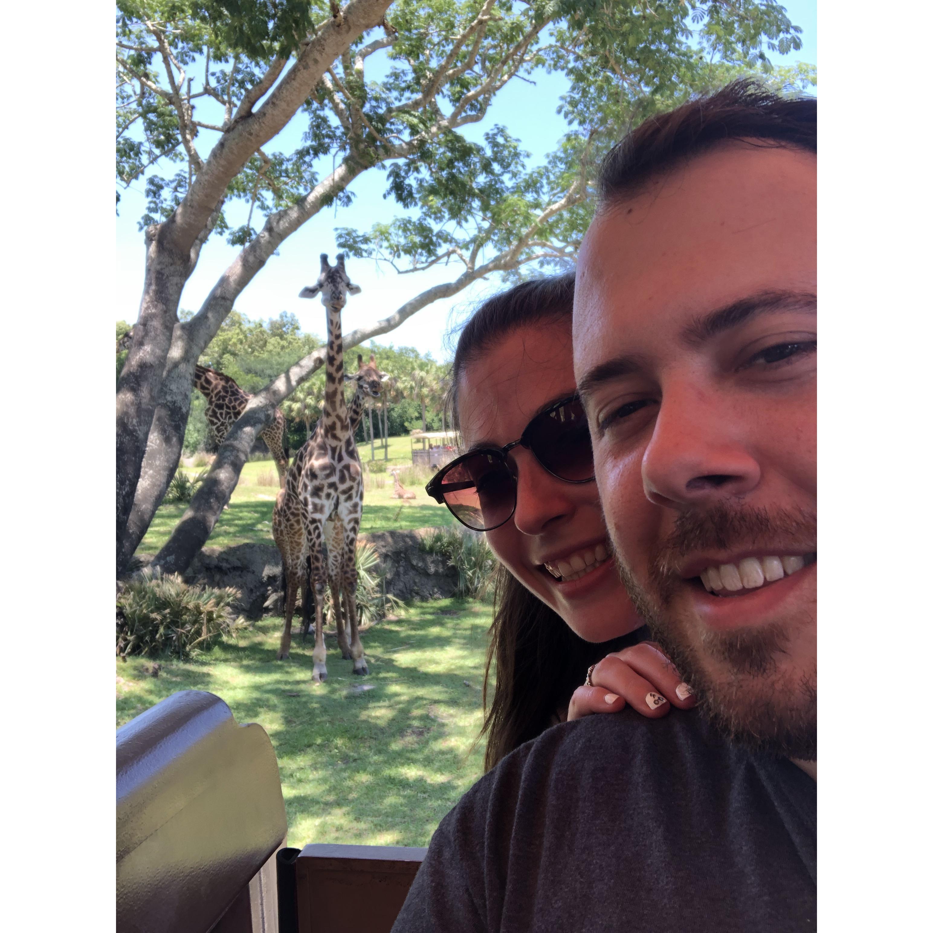 When in Disney, pose as the giraffes do!