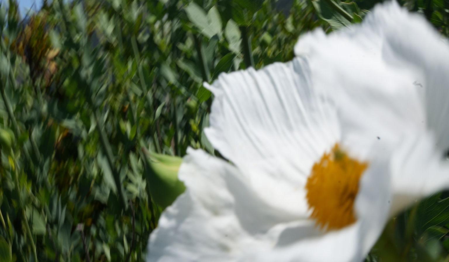 Footer image