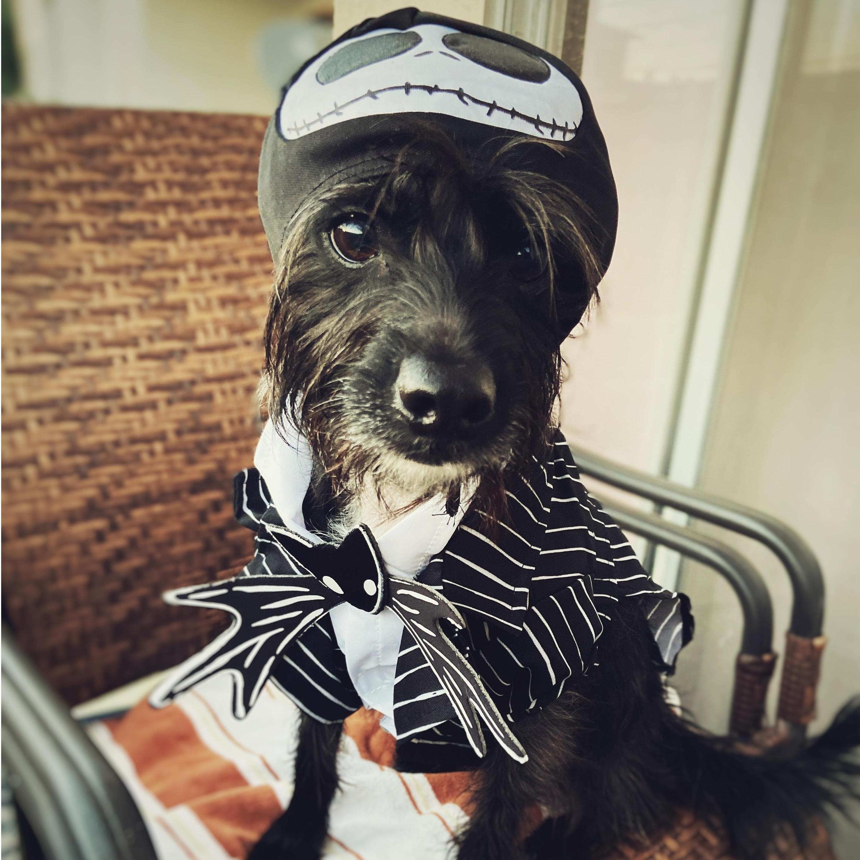 Like.. A LOT of dog photos. His wardrobe has no limits.
