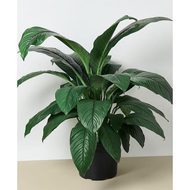 House Plant Shop Spathiphyllum Peace Lily Live Plant, 10" Pot