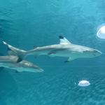 Blue Zoo Aquarium