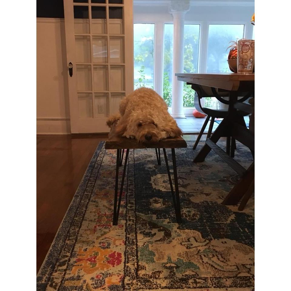 Barkley loving our new home
