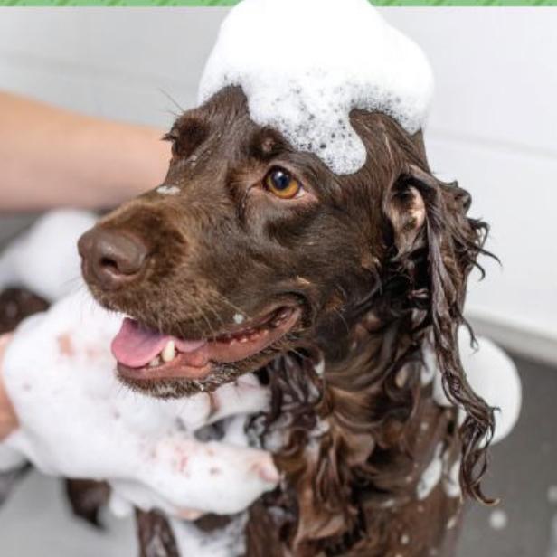 Gift Cards | PetSmart
