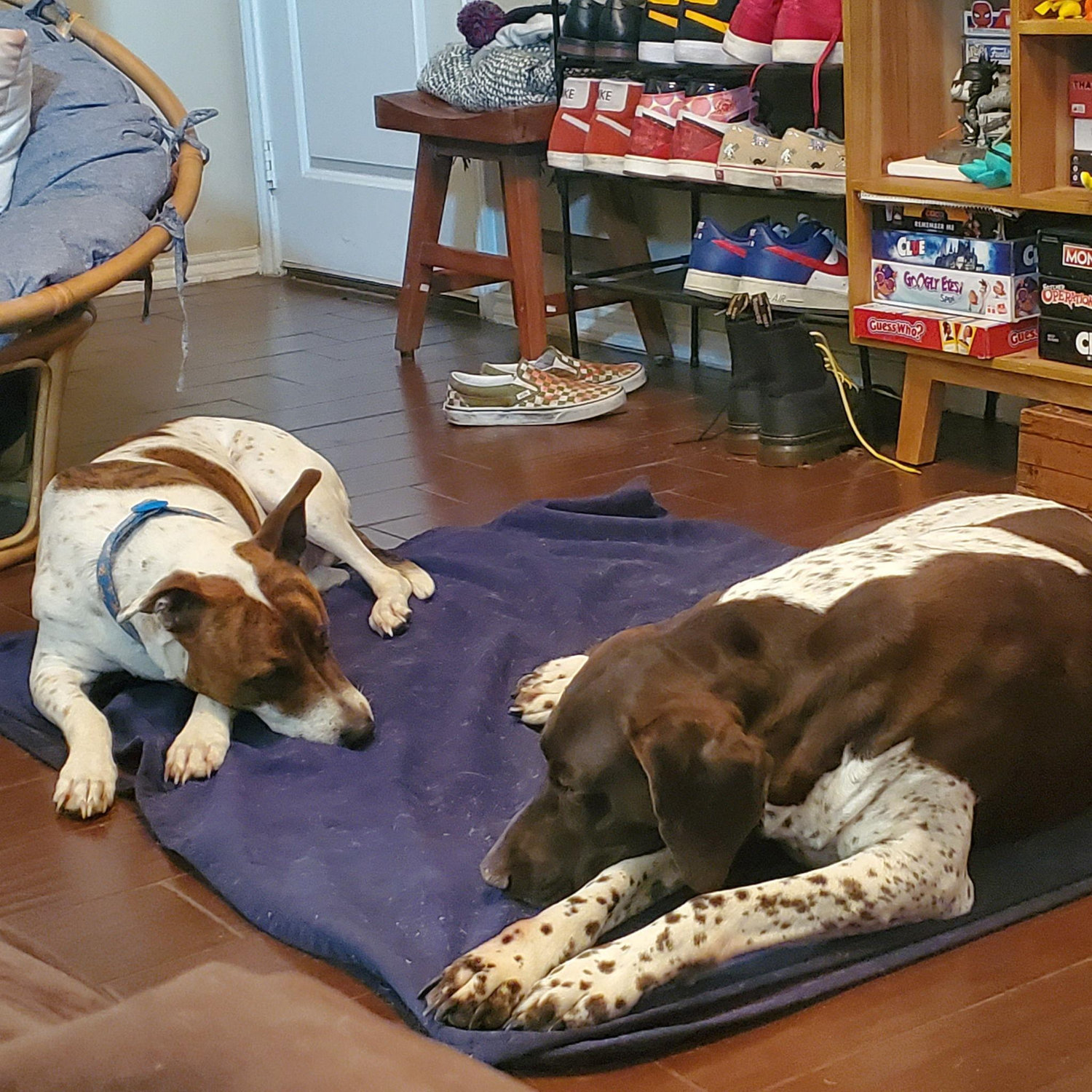 Our 2 fur babies Zoro (smaller one) and Maverick (bigger one) We love our boys!
